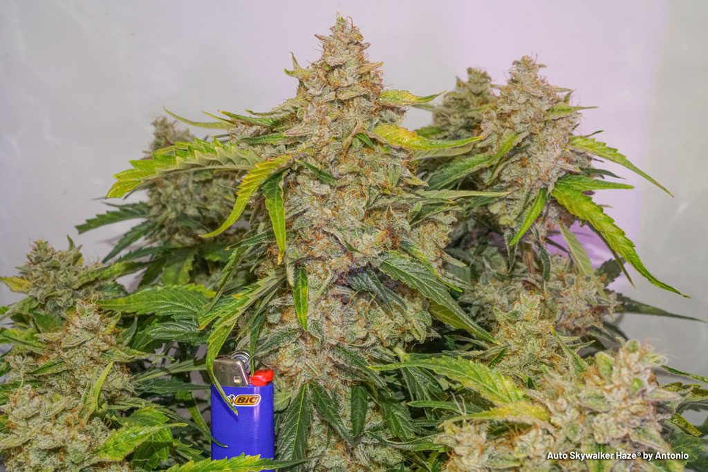 Auto Skywalker Haze buds flowers nugs indoor grow autoflowering high thc