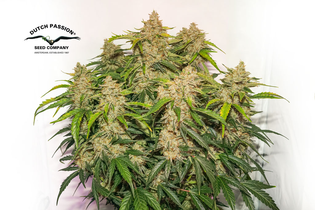 Auto Skywalker Haze grown in 30 litre airpot of coco/light mix with 110g yield of mind-melting buds