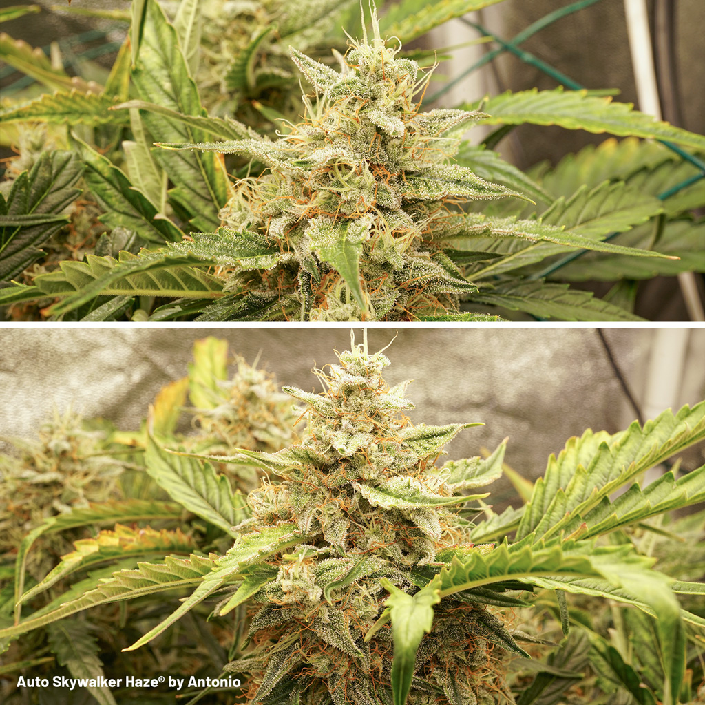 Auto Skywalker Haze late flowering resinous sticky buds potent weed