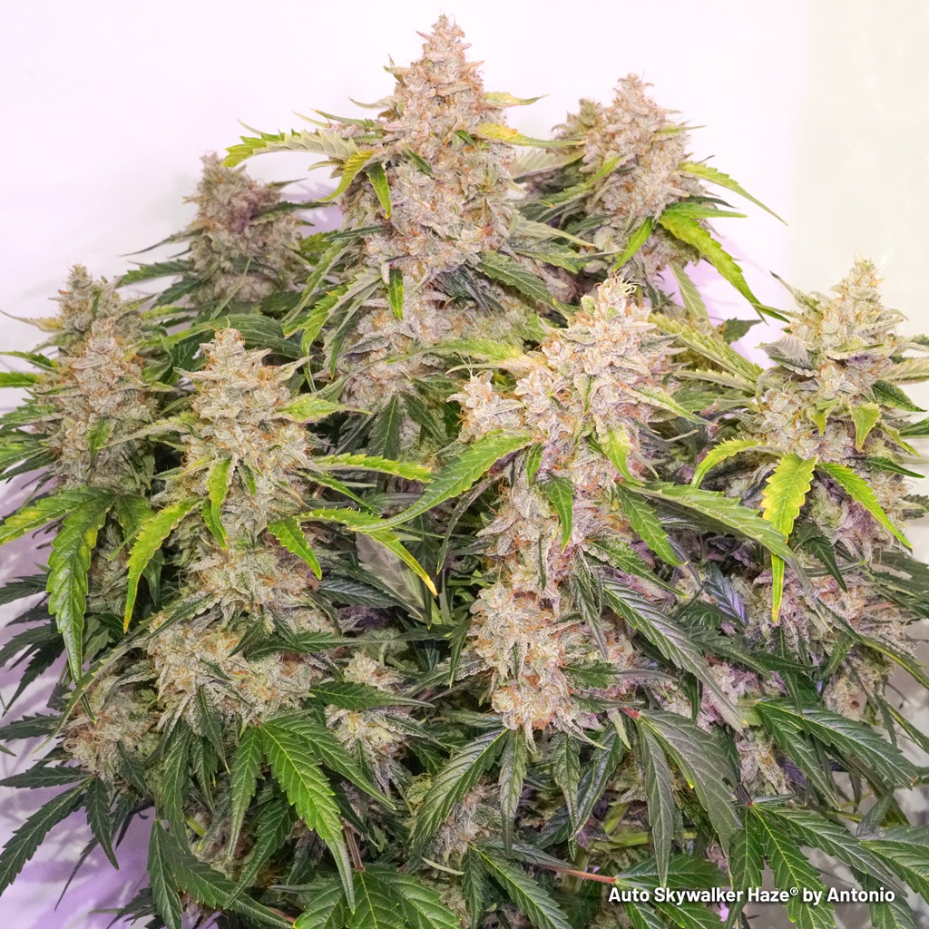 Auto Skywalker Haze plant big compact massive hybrid buds.