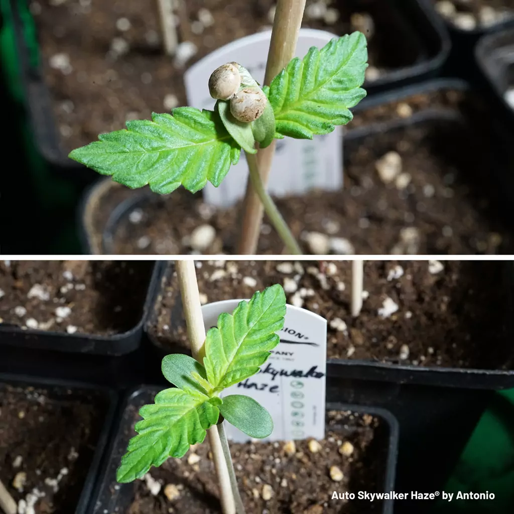 Una Inyección Borrosa Semillas Cannabis Una Superficie Reflectante