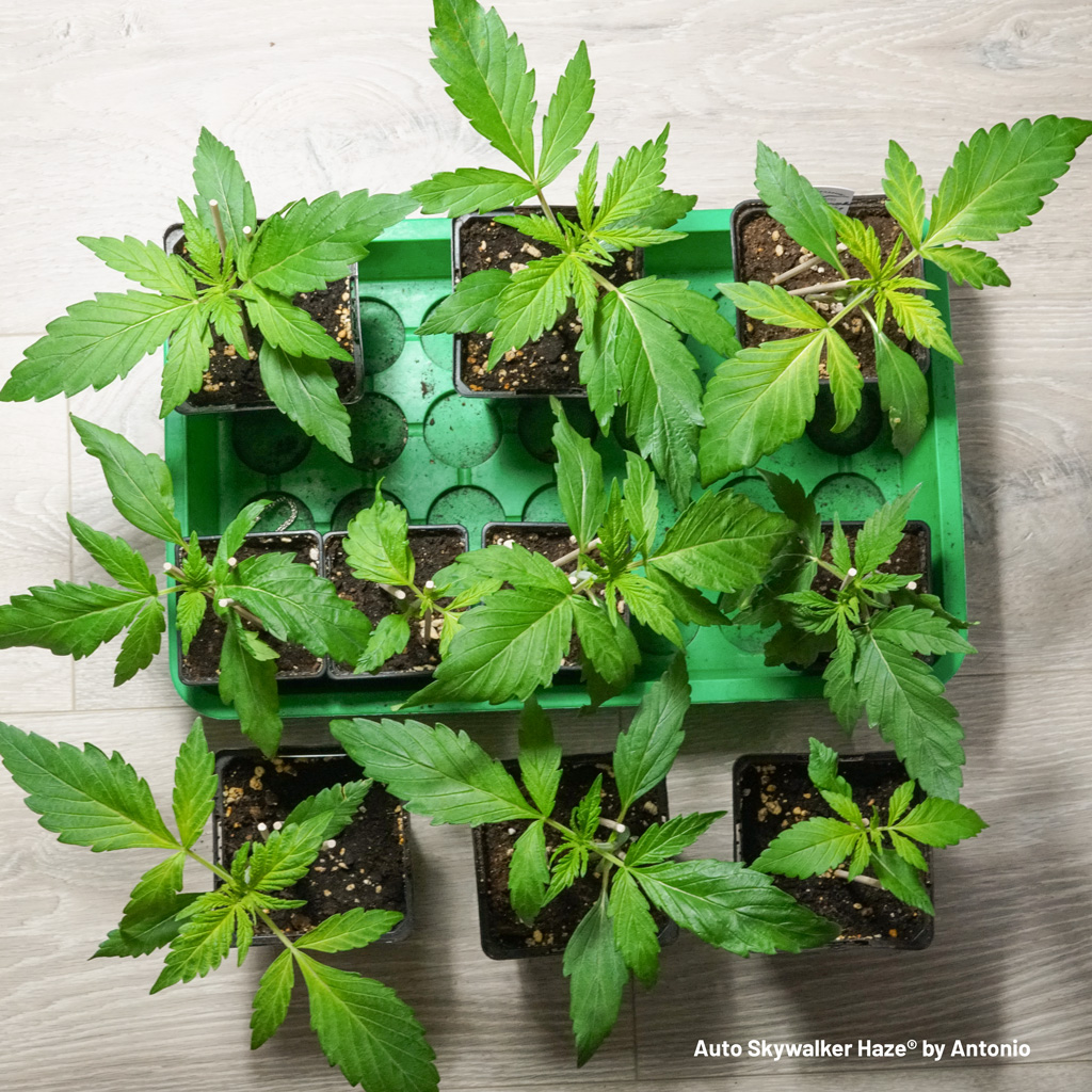 Auto Skywalker Haze seedlings selection pregrowth indoor cannabis plants