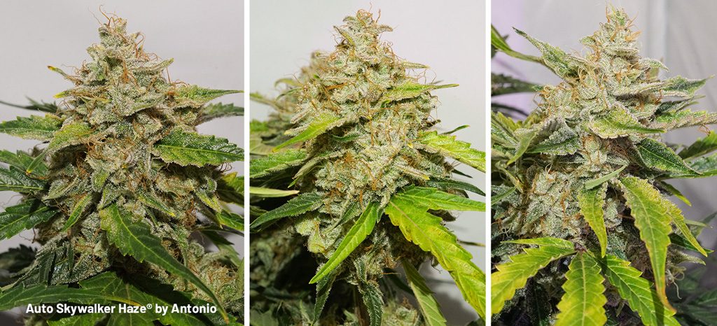 Auto Skywalker Haze side buds chunky flowers cannabis weed ganja grown by Antonio