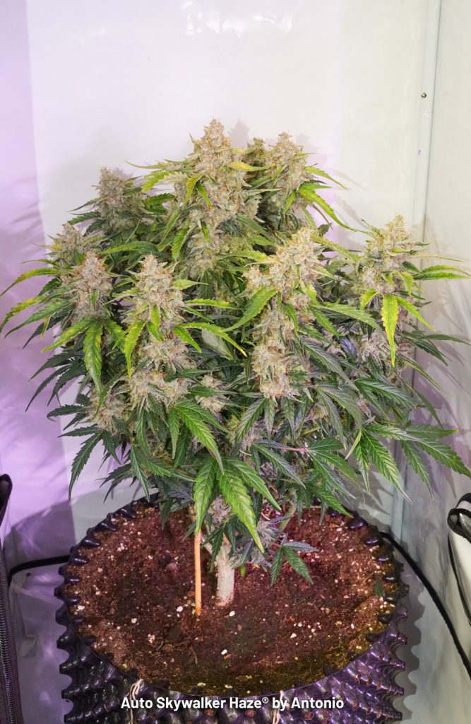 Auto Skywalker Haze single plant airpot indoor growtent 60x60 bushy autoflower