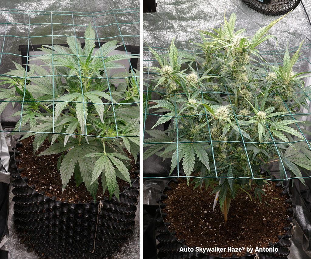 Auto Skywalker Haze single cannabis plant grown in a 30 litre airpot.