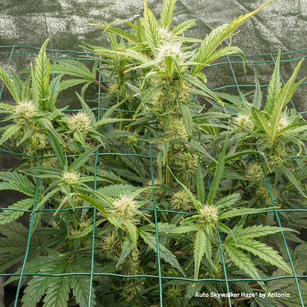 Auto Skywalker Haze start of flowering white pistils buds pistils