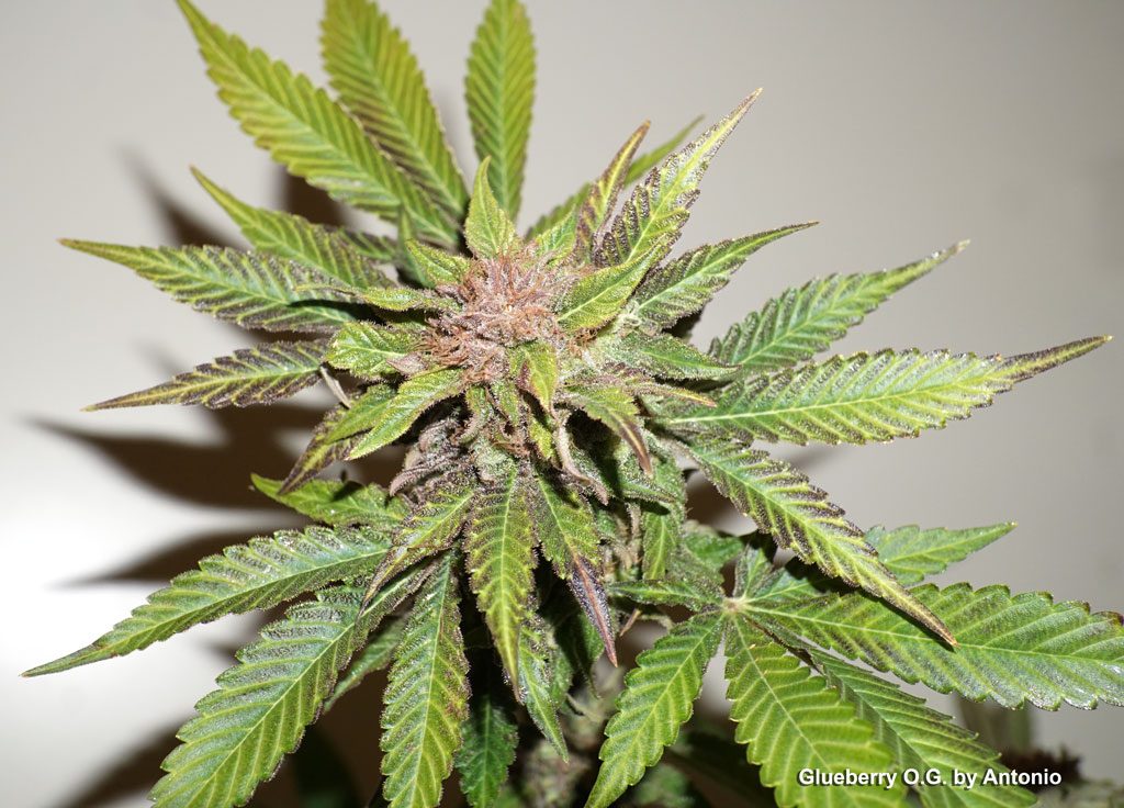 Glueberry OG colourful cannabis flower indoor harvest