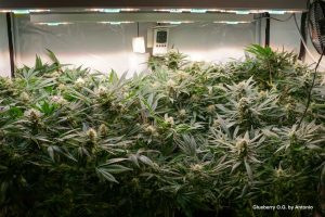 Glueberry OG field of green early flowering buds