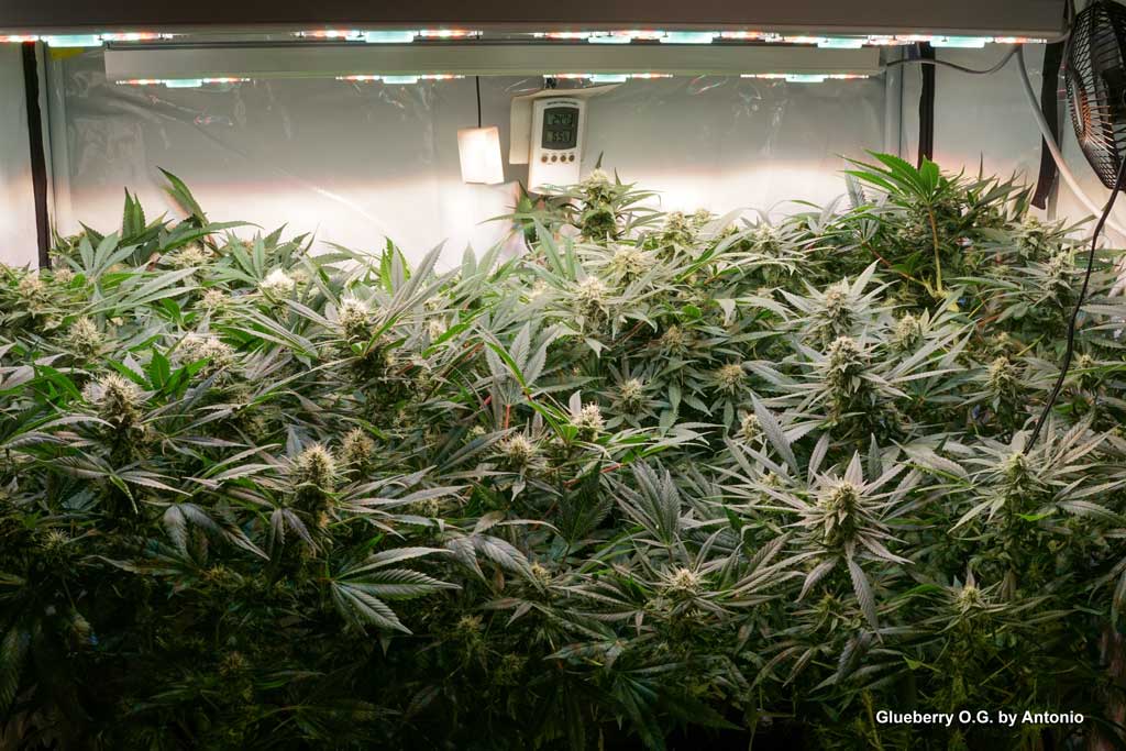 The Perfect Temperature and Humidity For Indoor Cannabis Plants For Ea