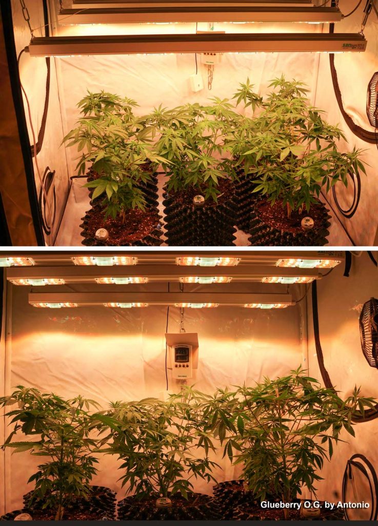 Glueberry OG ledgrowlights sanlight S4W organic cannabis bending supercropping