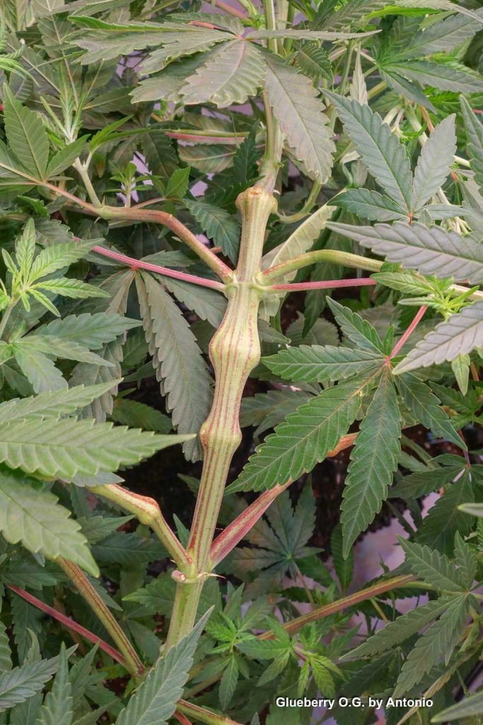 Glueberry OG supercropping technique big stem strong sturdy branch
