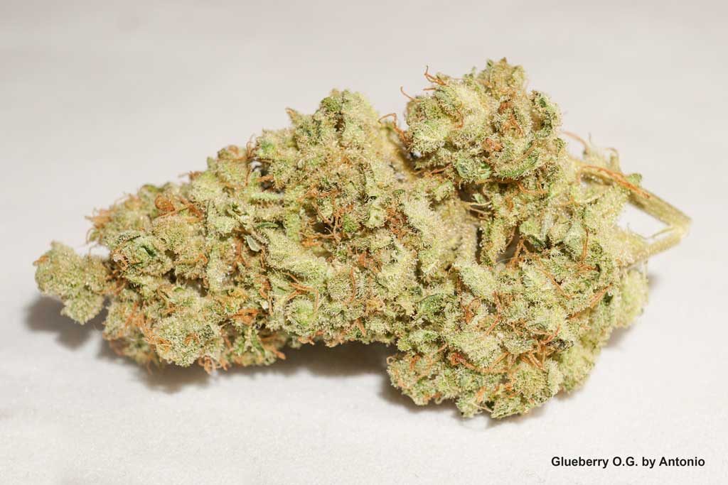 Glueberry OG very resinous cannabis flower nugshot