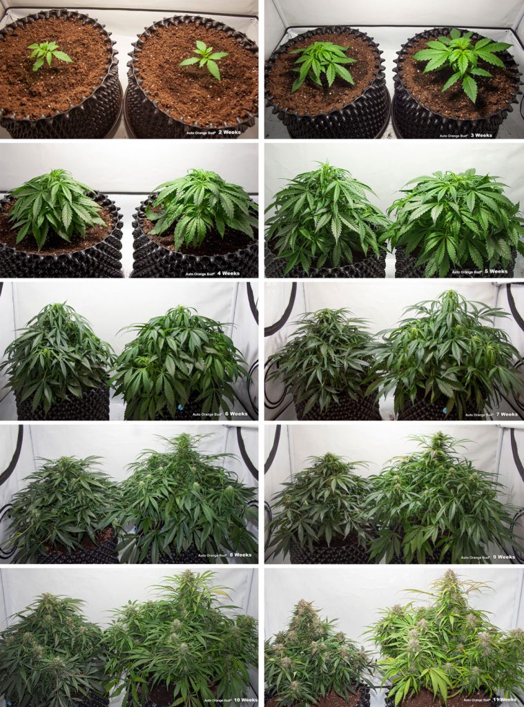 Auto Orange Bud week by week flowering pictures