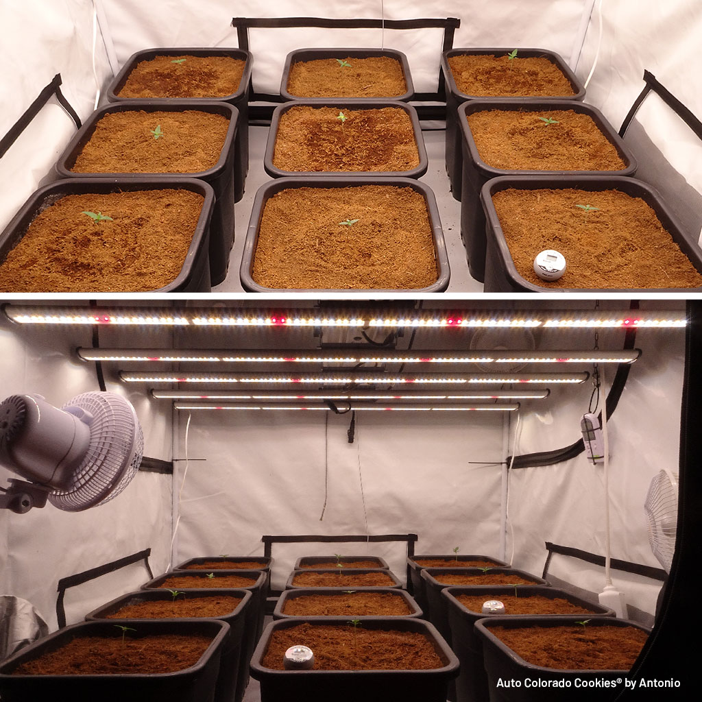 Auto Colorado Cookies seed germination in 12L coco fibre