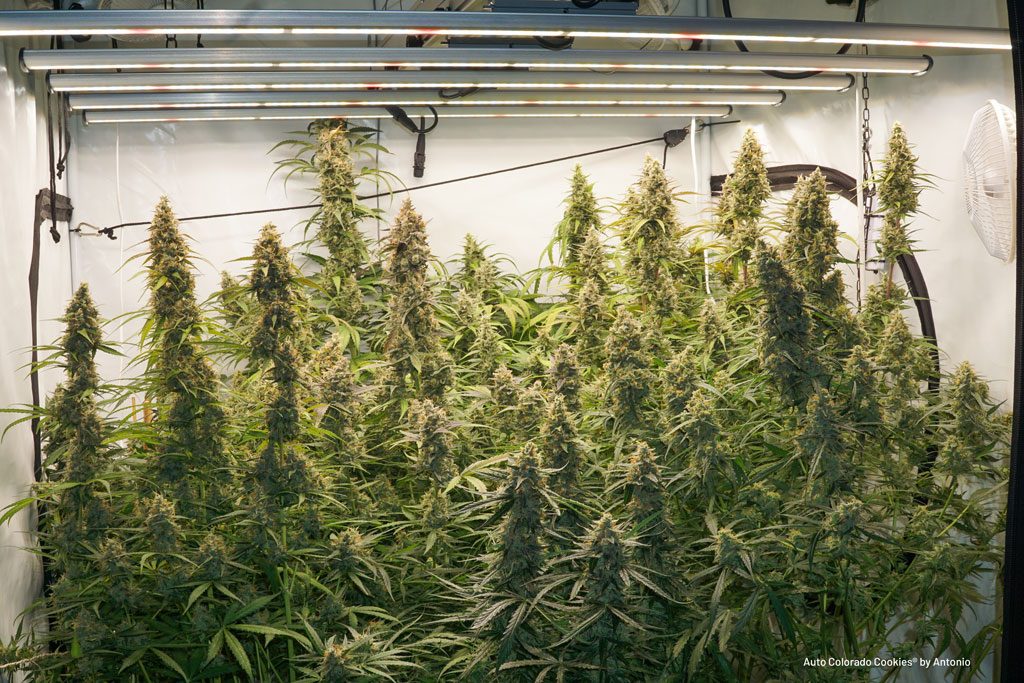 Og hold etikette sekvens Topping autoflowers for better yields: good or bad idea? | Dutch Passion