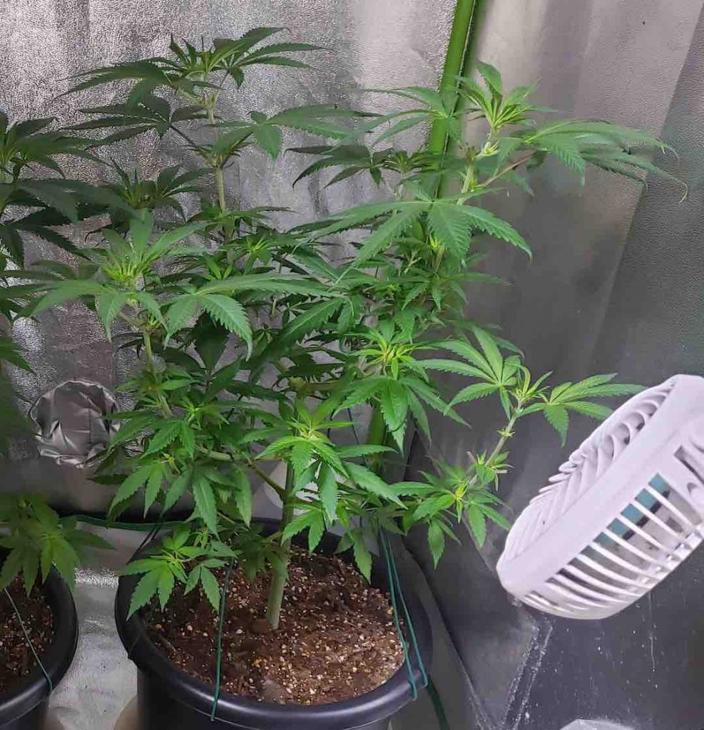 Shaman feminised cannabis seeds a few weeks post topping