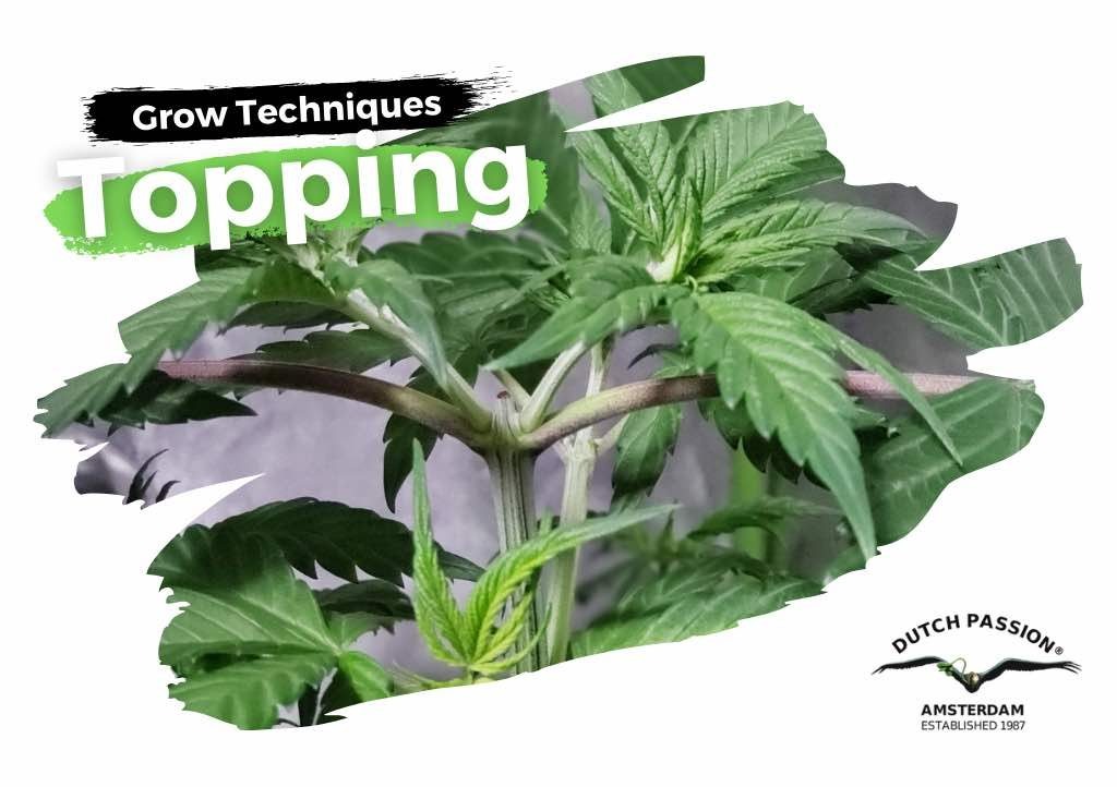 Topping cannabis: how does it work and when to do it?