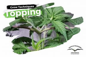 Topping cannabis: how does it work and when to do it?