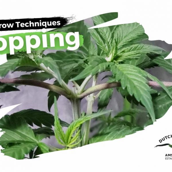 Topping cannabis: how does it work and when to do it?