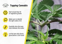 Topping Cannabis: Why, When and How-to Tutorial | Dutch Passion