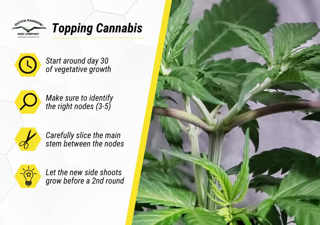 Topping cannabis plants