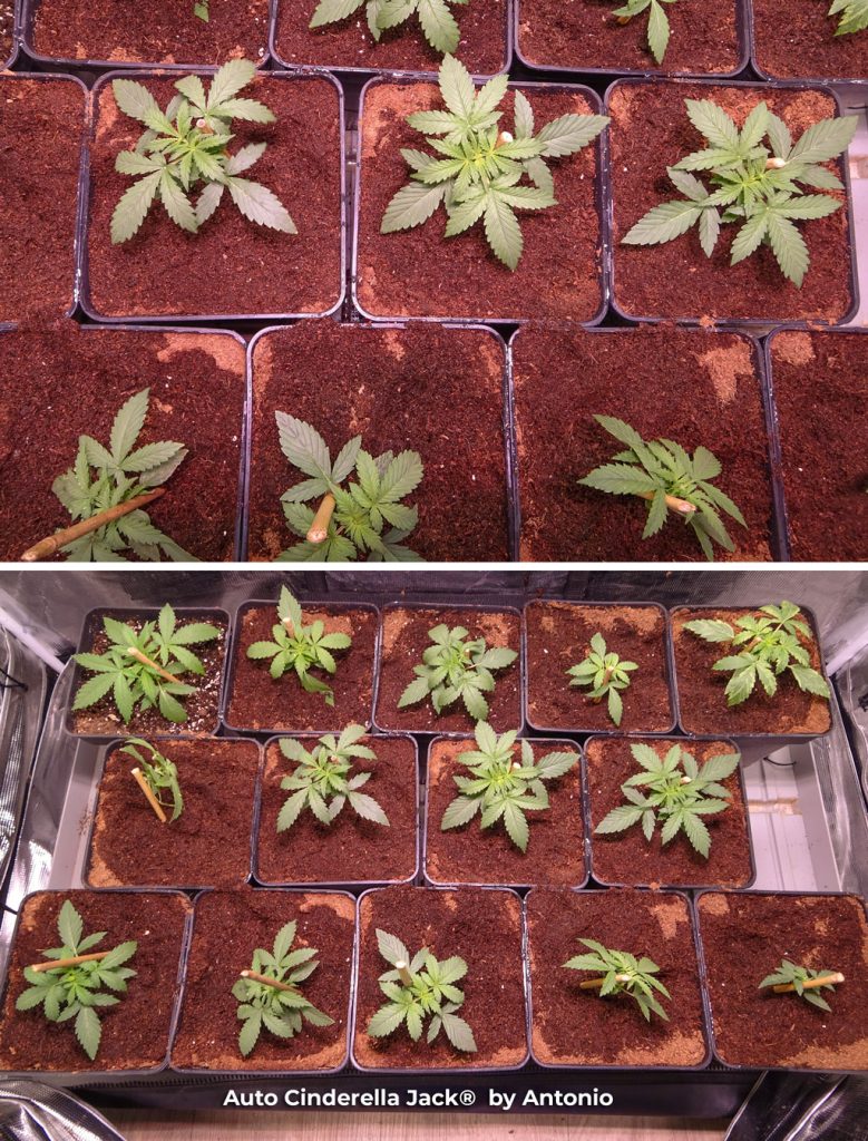 Auto Cinderella Jack autoflower cannabis seedlings veg growth indoor grow