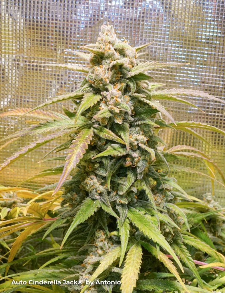 Auto Cinderella Jack autoflower cannabis seeds bud frosty resinous budshot