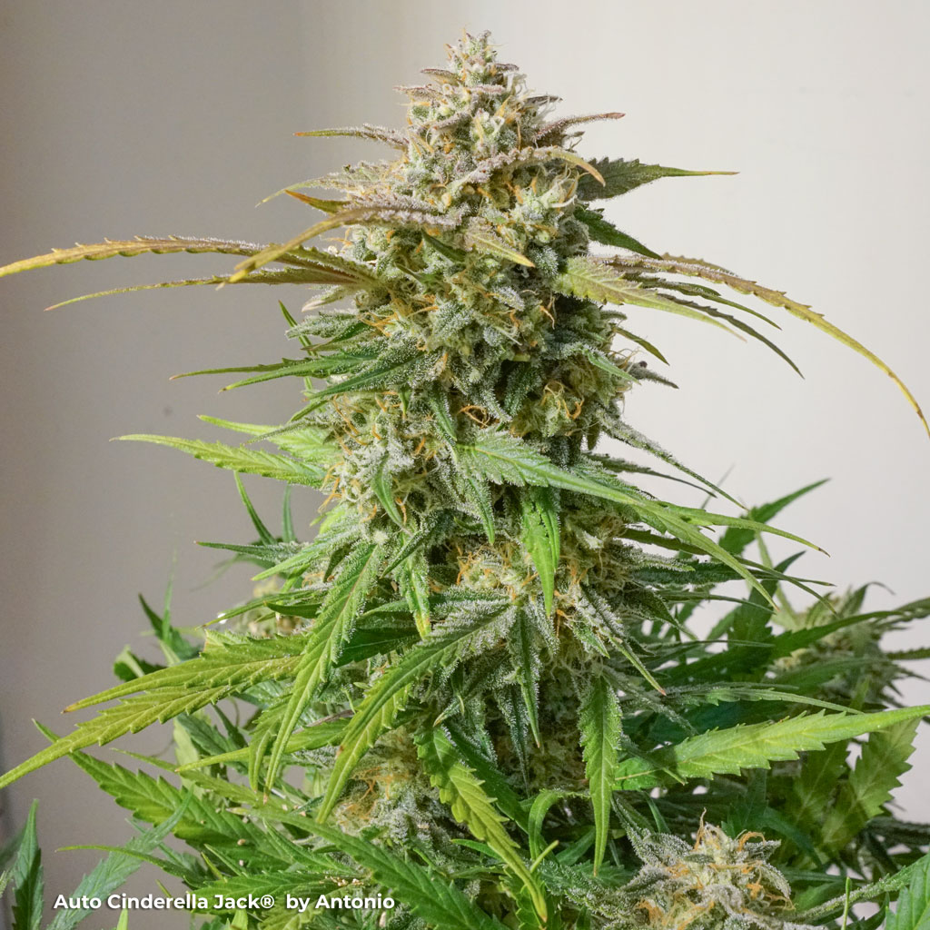 Auto Cinderella Jack big bud indoor grown organic weed extreme thc autoflower cannabis genetics