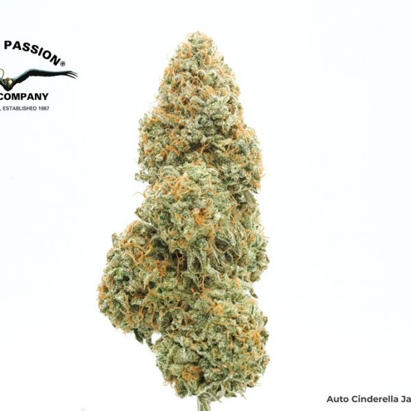 Auto Cinderella Jack extreme high thc autoflower cannabis seeds grow review by antonio