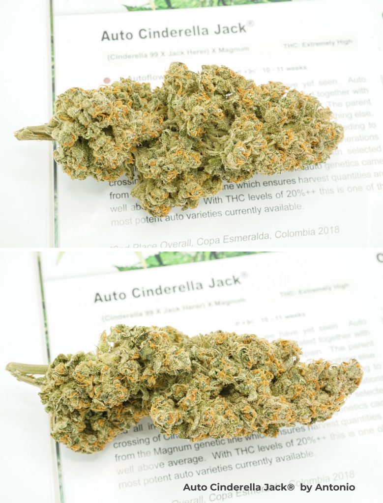 Auto Cinderella Jack grow report extreme thc autoflower cannabis seeds