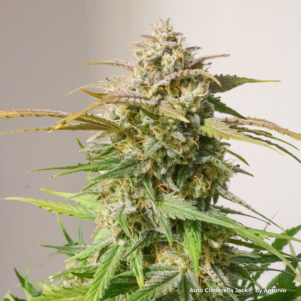 Auto Cinderella Jack grow review extreme thc autoflower cannabis seeds grow review
