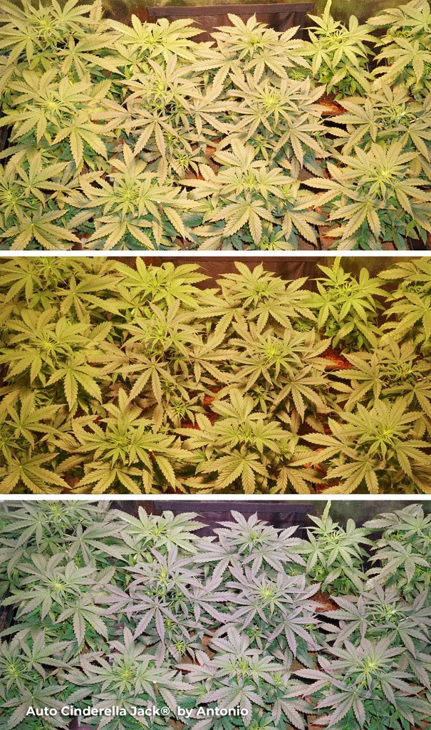 Auto Cinderella Jack plants extreme high thc autoflower cannabis weed ganja potent strong stable genetics