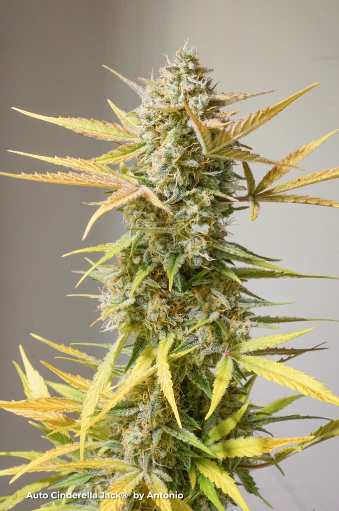 Auto Cinderella Jack ready to harvest ripe frosty white extreme thc cannabis bud