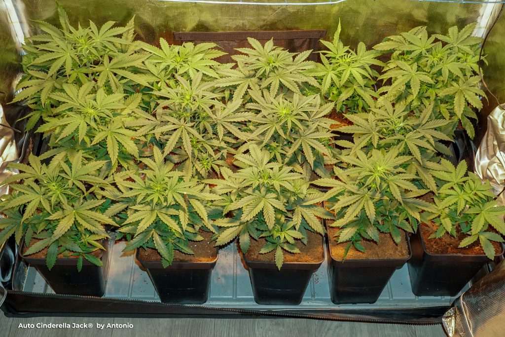 Auto Cinderella autoflower cannabis seeds vegetative phase indoor grown autoflowering plants
