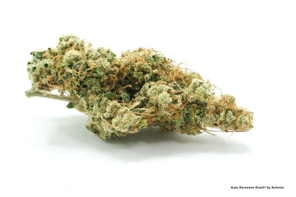 Auto Kerosene Krash 23 percent THC dried cannabis flower