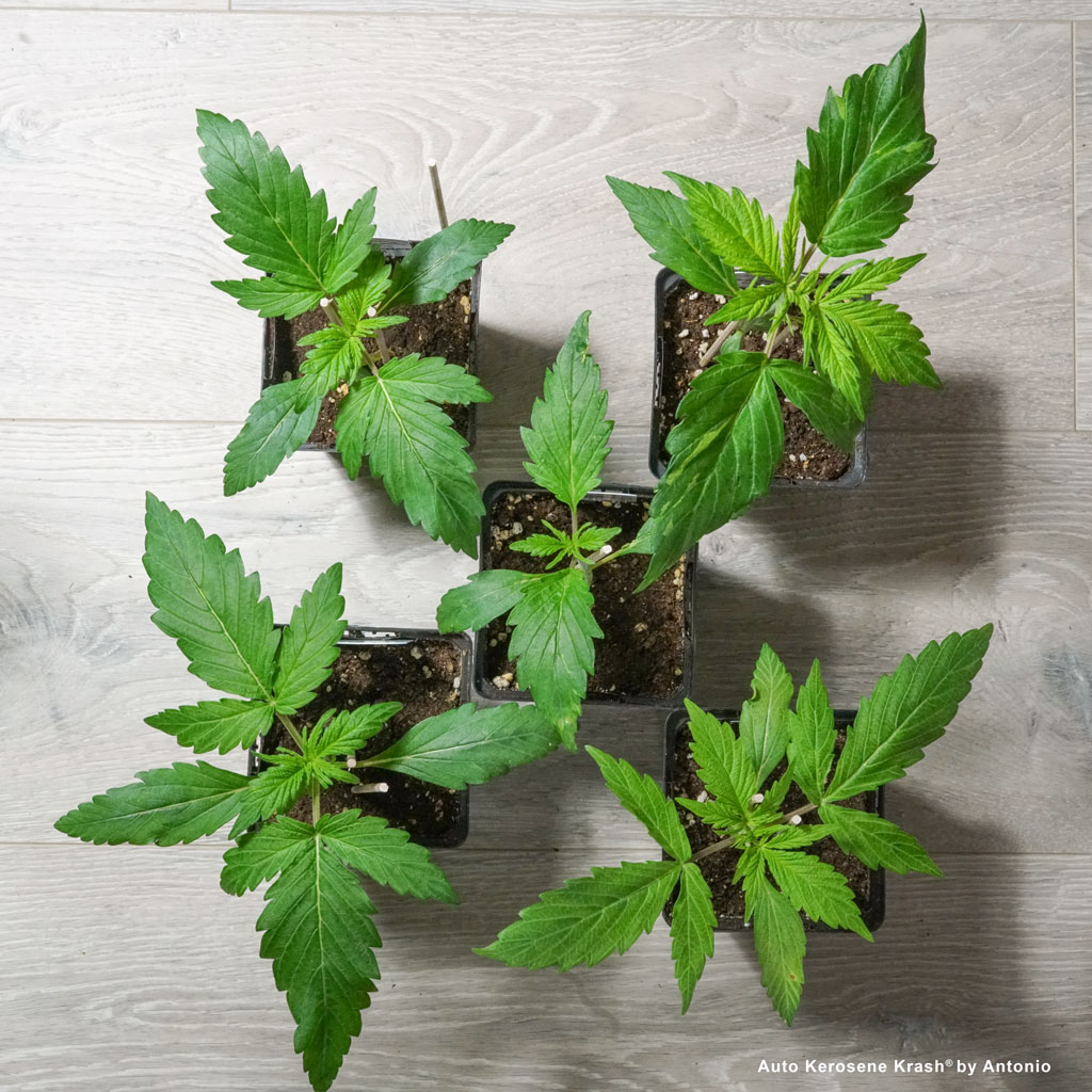 Auto Kerosene Krash autoflower seedlings vigorous green leaves