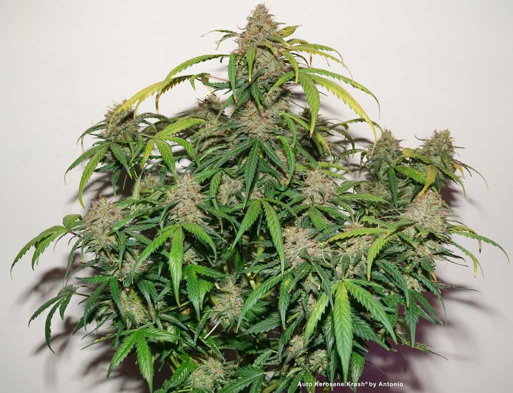 Auto Kerosene Krash autoflowering compact tree ready-to-harvest