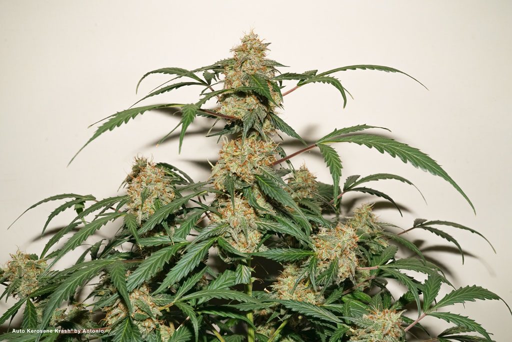 Auto Kerosene Krash budshot 420 weed ganja ripe cannabisbud ledgrown dense flowers