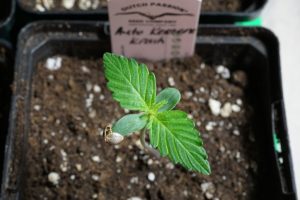 Auto Kerosene Krash germination seedling seedshell