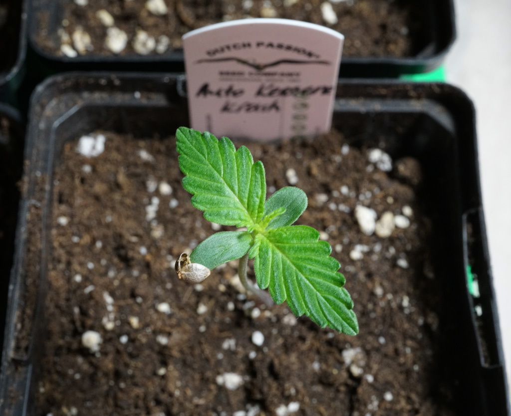 Lighting for Cannabis Seedlings When & How | Passion