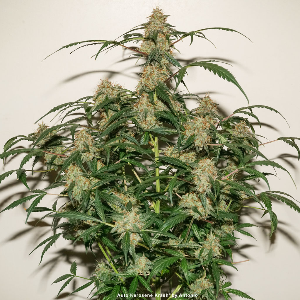 Auto Kerosene Krash indoor grow cannabis plant bushy auto resin compact buds easy to trim high thc