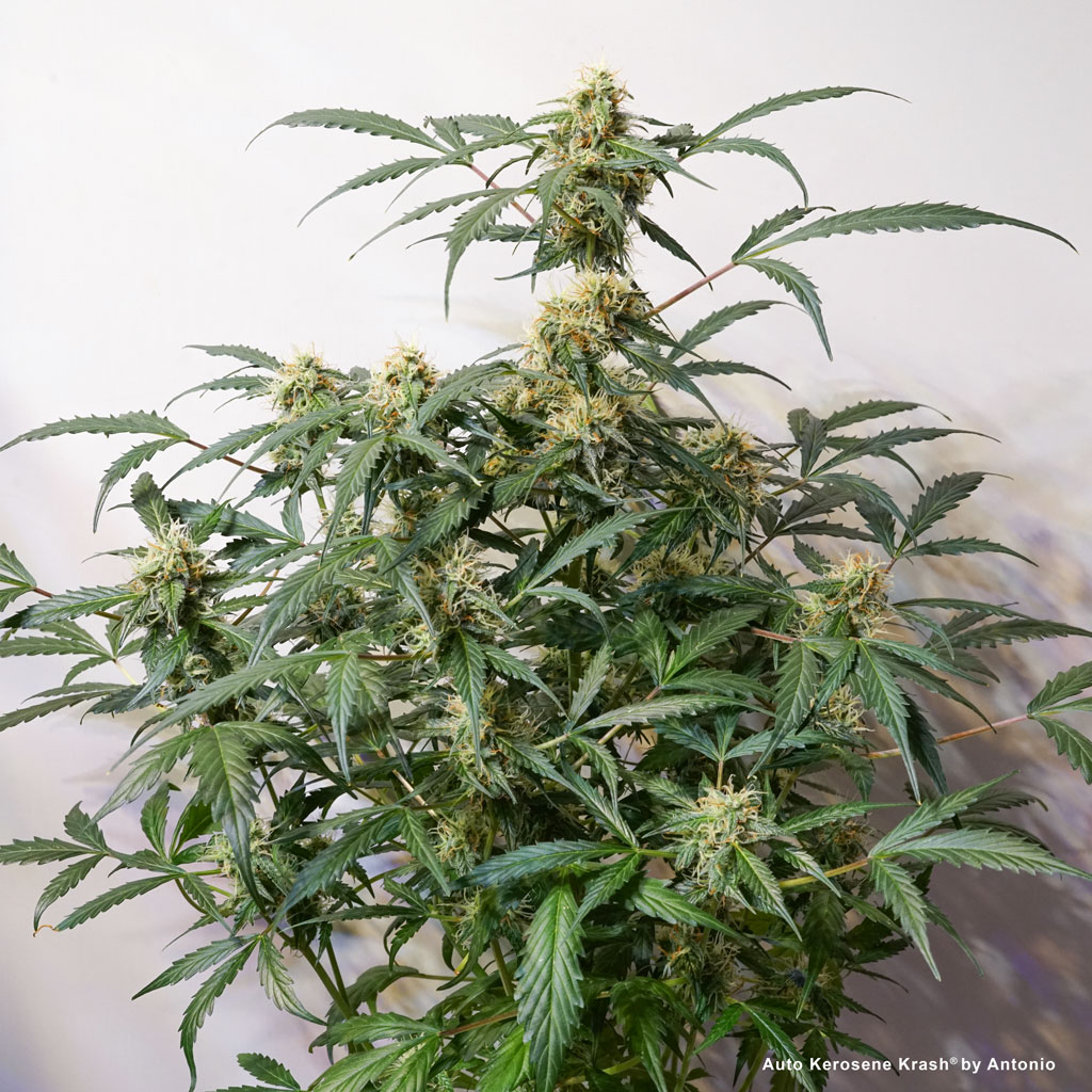Auto Kerosene Krash middle of flowering autoflowering strain compact vigorous cannabis plant