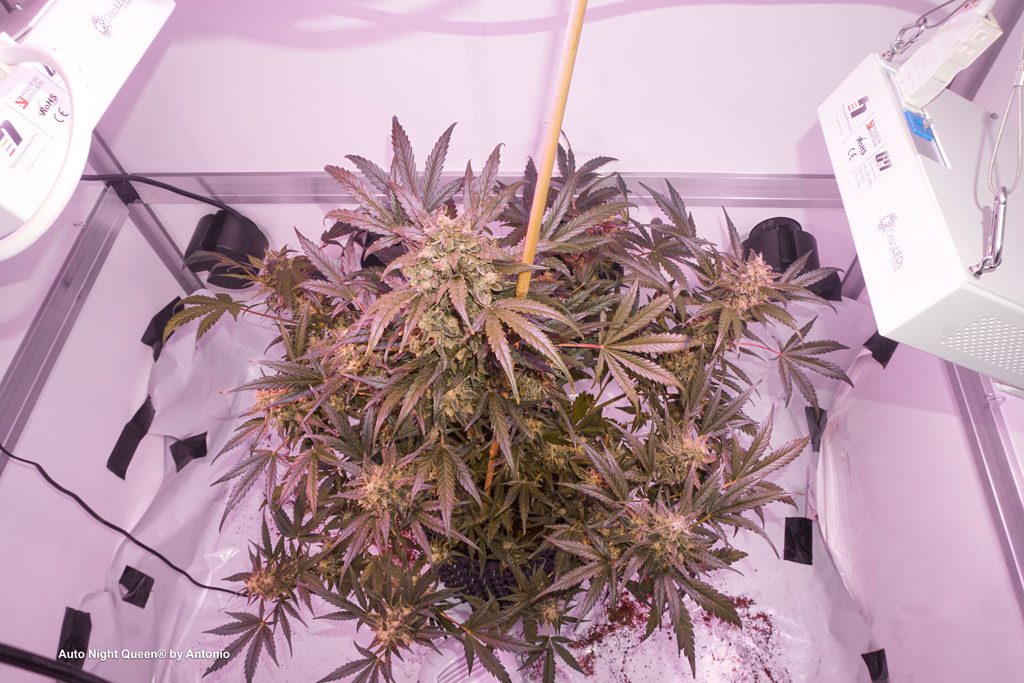 Auto Night Queen ledgrown hs1 grownorthern indoor grow airpot