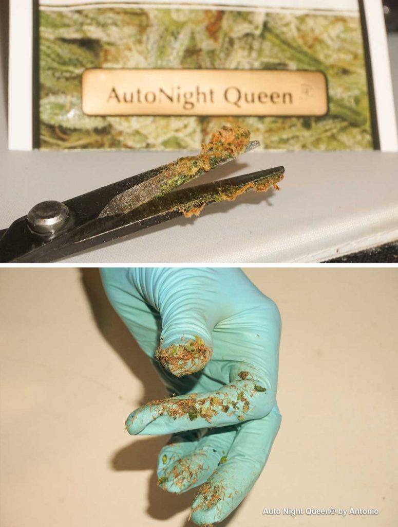 Auto Night Queen sticky weed harvest time resinous scissor hash kush weed