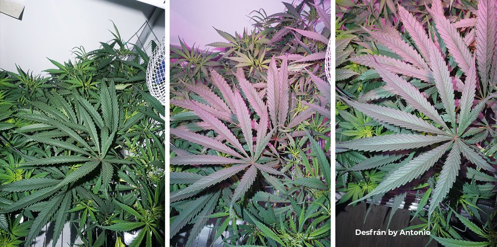 Desfran big sativa dominant leaves cannabis grow veg phase scrog massive fanleaves