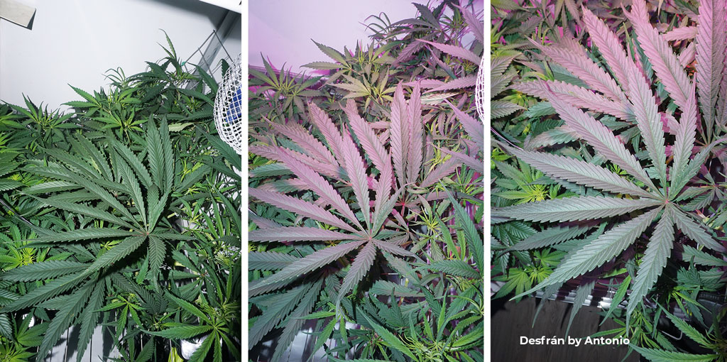 Cannabis Defoliation How-To Guide for Better Yields | Dutch Passion