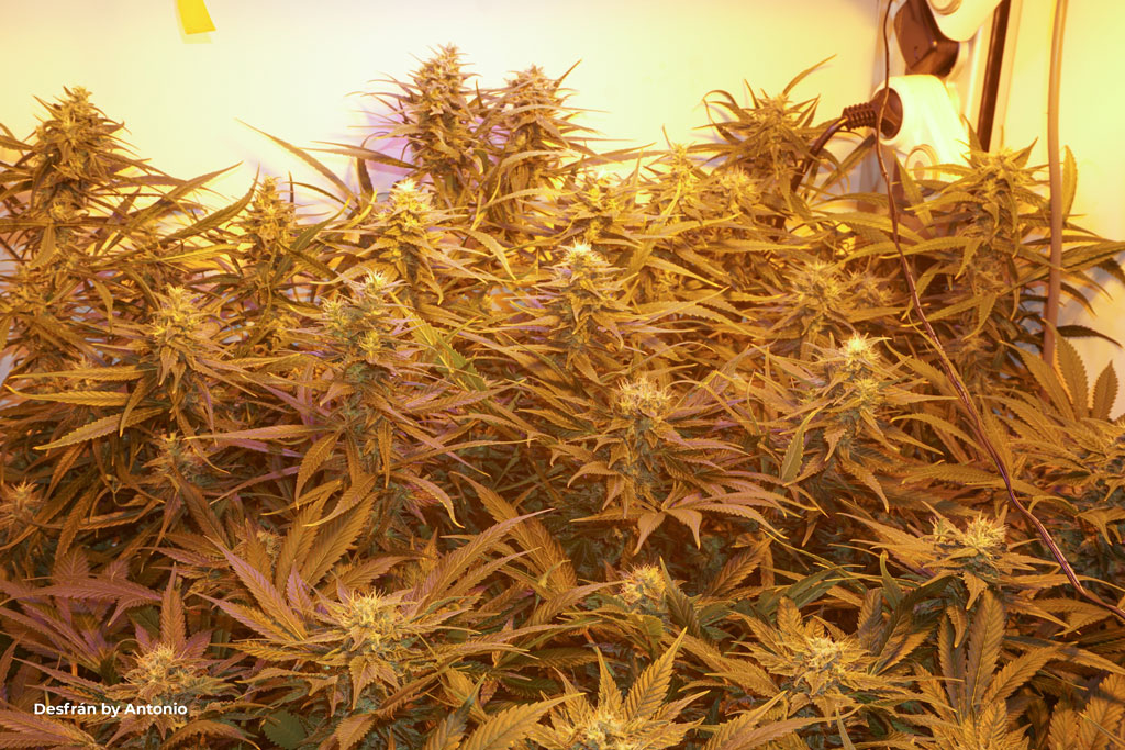Desfran cannabis scrog grow half pipe sativa leaves buds foxtails indoor hps organic