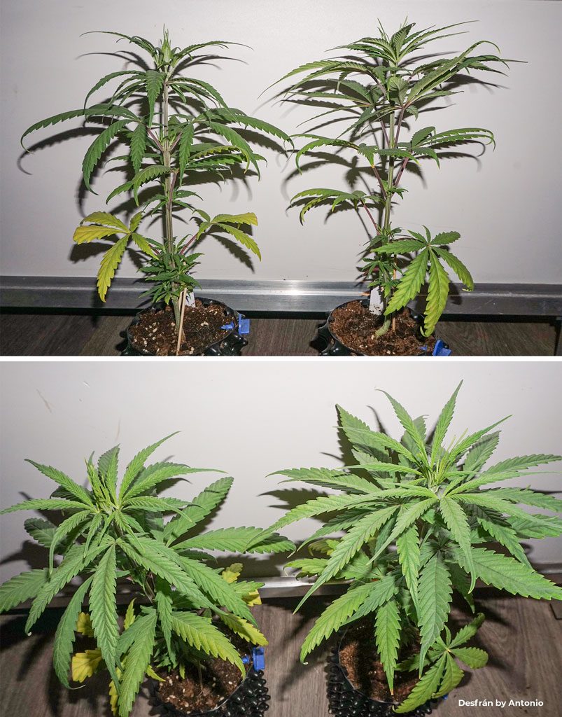 Desfran dutch passion seeds sativa dominant cannabis grow seedlings