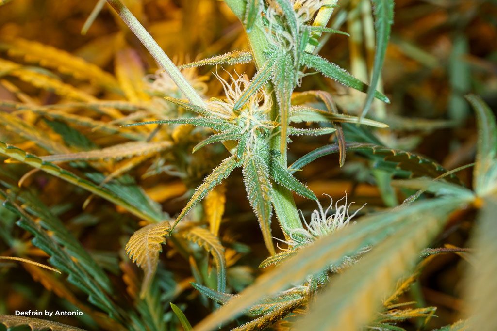 Desfran sativa buds foxtail early resin development white pistil cannabis flower