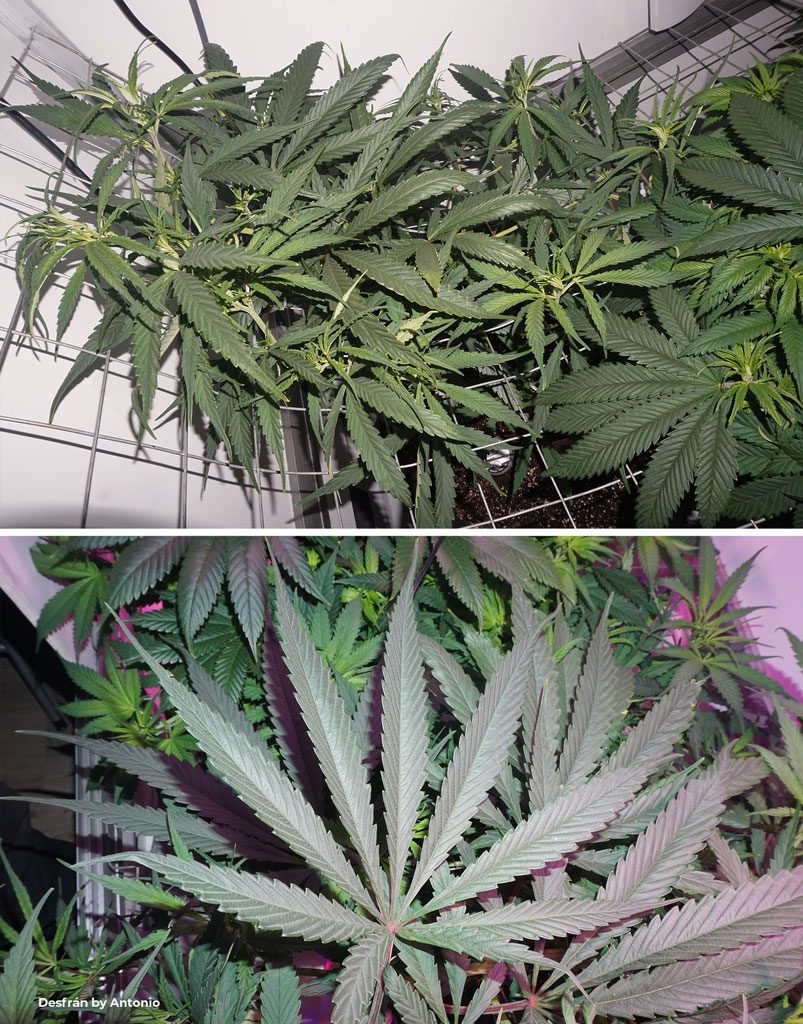 Desfran sativa dominant cannabis big leaves slim blades veg mode indoor weed